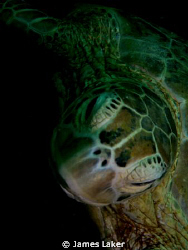 Turtle Portrait by James Laker 